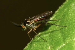 Rhaphium