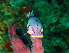 Goniobranchus woodwardae