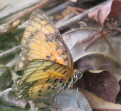 Byblia anvatara acheloia