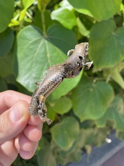 Trachylepis depressa