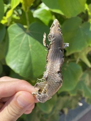 Trachylepis depressa