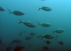 Pseudocaranx