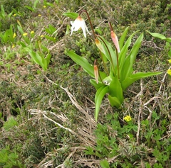 Erythronium montanum