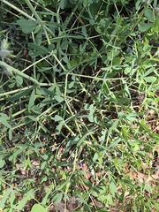 Baptisia australis aberrans