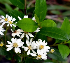 Olearia elliptica