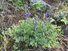 Baptisia australis aberrans