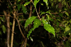 Actephila mooreana
