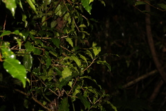 Actephila mooreana