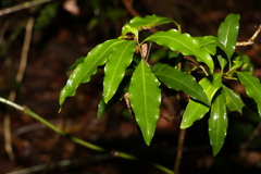 Actephila mooreana