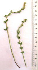 Cheilanthes multifida