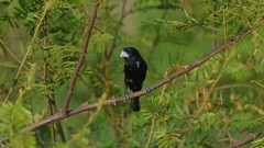 Sporophila crassirostris