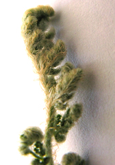 Cheilanthes multifida