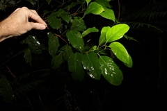 Cryptocarya erythroxylon