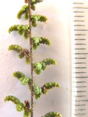 Cheilanthes multifida
