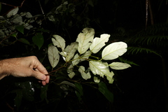 Cryptocarya erythroxylon