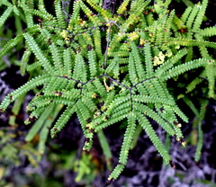 Gleichenia rupestris