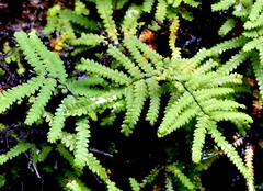 Gleichenia rupestris