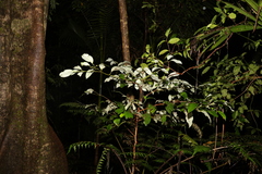 Cryptocarya erythroxylon