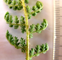 Cheilanthes multifida