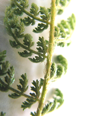 Cheilanthes multifida