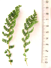 Cheilanthes multifida