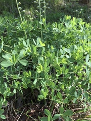 Baptisia australis aberrans