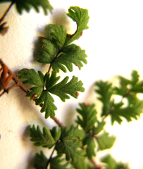 Cheilanthes multifida