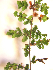 Cheilanthes multifida