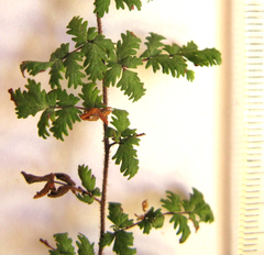 Cheilanthes multifida