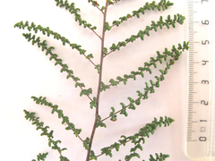 Cheilanthes parviloba