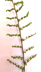 Cheilanthes parviloba