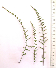 Cheilanthes parviloba