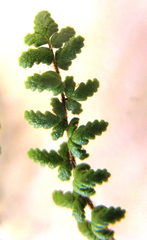 Cheilanthes parviloba