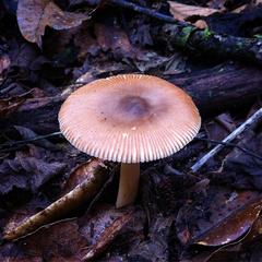 Amanita sororcula