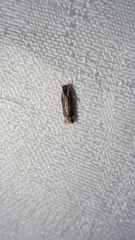 Chaliniastis astrapaea