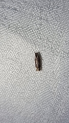 Chaliniastis astrapaea