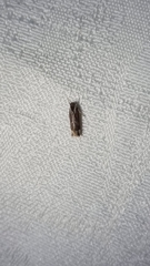 Chaliniastis astrapaea