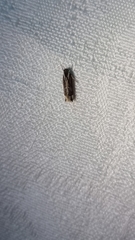 Chaliniastis astrapaea