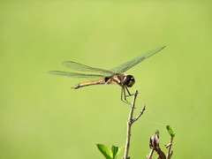 Tramea cophysa