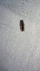 Chaliniastis astrapaea