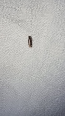 Chaliniastis astrapaea