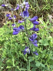 Baptisia australis aberrans
