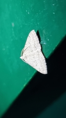 Dichromodes limosa