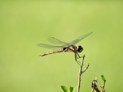 Tramea cophysa
