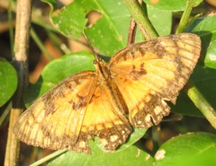 Byblia anvatara acheloia