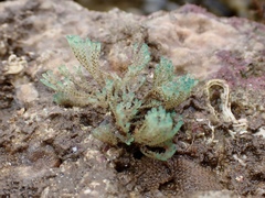Virididentula dentata