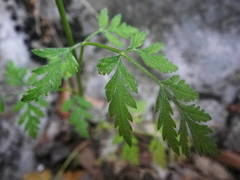Torilis arvensis heterophylla