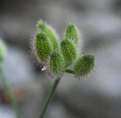 Torilis arvensis heterophylla