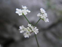 Torilis arvensis heterophylla
