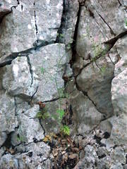 Torilis arvensis heterophylla